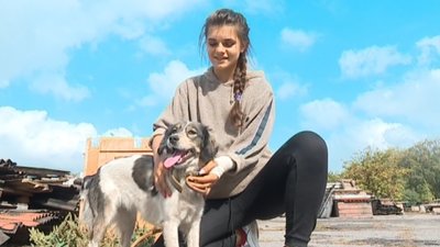 У Сумах влаштують фестиваль, аби знайти дім собакам У Сумах влаштують фестиваль, аби знайти дім собакам