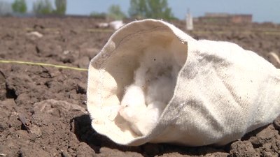 На Херсонщині намагаються відродити вирощування бавовнику