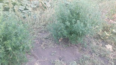 Миколаївські поліцейські на городі виявили 283 кущі коноплі Миколаївські поліцейські на городі виявили 283 кущі коноплі