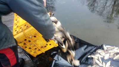 У водойми Волині напередодні випустили понад дві тонни риби У водойми Волині напередодні випустили понад дві тонни риби