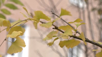 Рівнянка вирощує близько тисячу дерев Гінкго білоба на своєму подвір'ї Рівнянка вирощує близько тисячу дерев Гінкго білоба на своєму подвір'ї