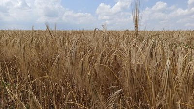 На Миколаївщині почали збір ранніх зернових. Чи вплинув дощ на врожайність На Миколаївщині почали збір ранніх зернових. Чи вплинув дощ на врожайність