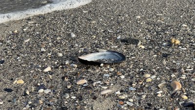 Цвітіння води, стоки та дрейфуючі міни: екологія Чорного моря очима експертів Цвітіння води, стоки та дрейфуючі міни: екологія Чорного моря очима експертів
