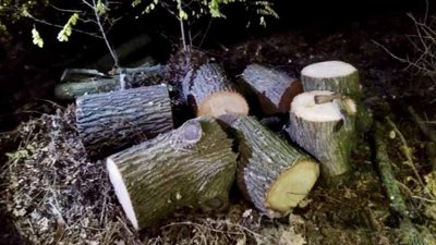 Незаконна вирубка дерев. У Миколаївській області затримали лісорубів