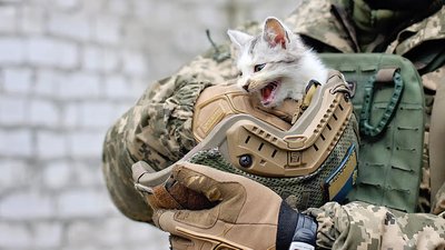 Львівський притулок приймає покинутих під час евакуації тварин