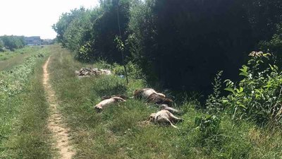 Трупи свійських тварин вздовж дороги виявили у Мукачеві