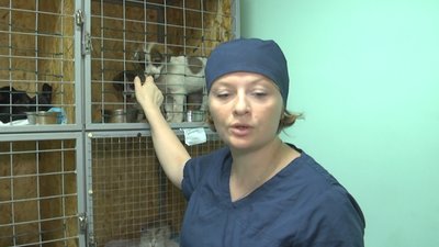 Стерилізація вакцинація тварини Лиман Донеччина Стерилізація вакцинація тварини Лиман Донеччина