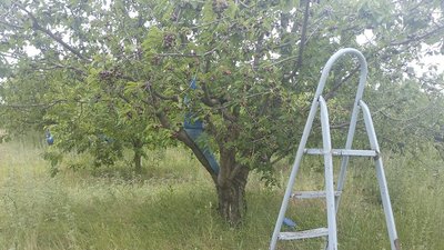 На Кіровоградщині розпочали збирати черешню. Чи має попит місцевий урожай На Кіровоградщині розпочали збирати черешню. Чи має попит місцевий урожай