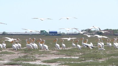 На Одещині оселилися понад 1500 пеліканів На Одещині оселилися понад 1500 пеліканів