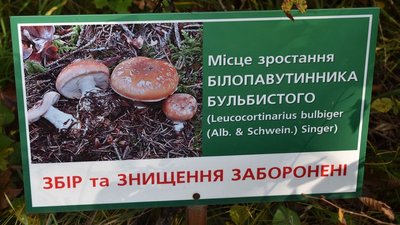Прикарпатців закликають не знищувати неїстівні та отруйні гриби Прикарпатців закликають не знищувати неїстівні та отруйні гриби