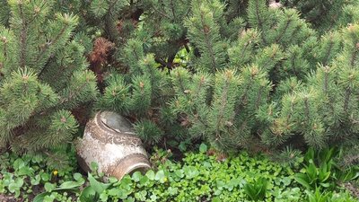 Гіацинти, рододендрони та барвінок. Що квітує у ботанічному саду Дніпра Гіацинти, рододендрони та барвінок. Що квітує у ботанічному саду Дніпра