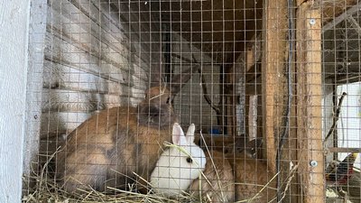 Як сироварня на Дніпропетровщині стала реабілітаційним центром для тварин Як сироварня на Дніпропетровщині стала реабілітаційним центром для тварин