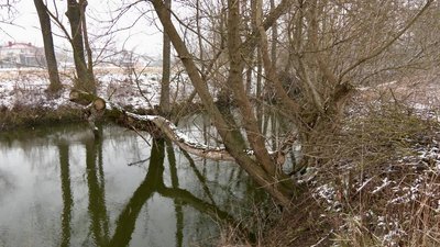 Поваленні дерева, Буцнів, 19 березня, 2024 Поваленні дерева, Буцнів, 19 березня, 2024