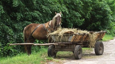 На Прикарпатті автівка в’їхала у віз. Є травмовані