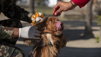 Собаки можуть виявляти коронавірус навіть у безсимптомних хворих — вчені