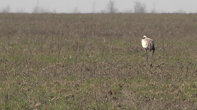 На Херсонщині продовжують гинути червонокнижні птахи: за вихідні сталося три випадки