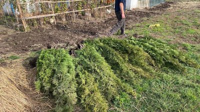 Ландшафтний дизайн за чужий рахунок: у Житомирі встановили причетного до ще однієї крадіжки декоративних туй