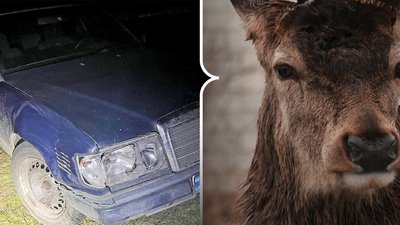 Олень Борис. Авто після ДТП
