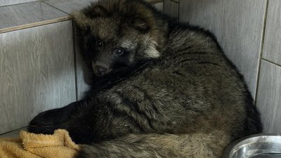Єнотоподібний собака