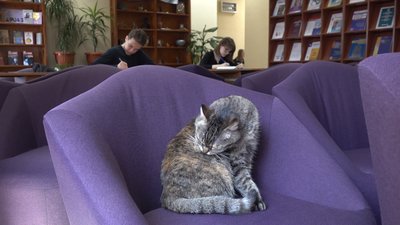 У Тернополі в бібліотеці живе кішка Принцеса У Тернополі в бібліотеці живе кішка Принцеса