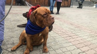 В Івано-Франківську відбувся перший різдвяний парад собак В Івано-Франківську відбувся перший різдвяний парад собак