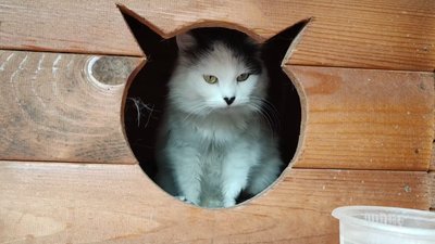 Котик у будці