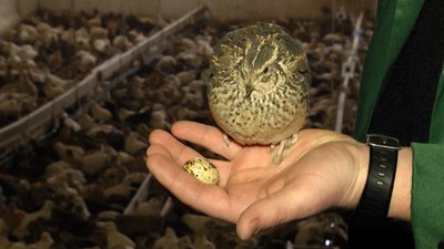 У селі на Житомирщині вирощують перепелів – на фермі живе 74 тисячі птахів У селі на Житомирщині вирощують перепелів – на фермі живе 74 тисячі птахів