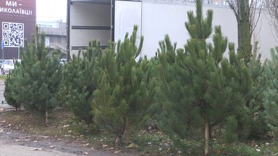 Продаж новорічних дерев розпочався у Миколаєві