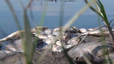 На миколаївському ставку стався мор риби На миколаївському ставку стався мор риби