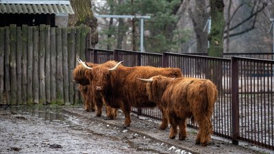Вікінг, Луна, Варта, Байрактар. Скільки за минулий рік народилося нових мешканців у Київському зоопарку Вікінг, Луна, Варта, Байрактар. Скільки за минулий рік народилося нових мешканців у Київському зоопарку