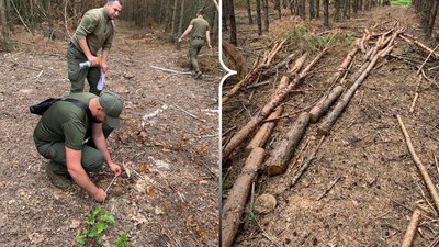 Понад 840 вирубаних дерев на понад 2,7 мільйона гривень виявили у громаді на Рівненщині