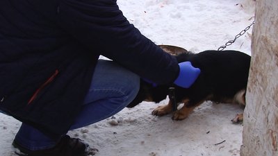 Через сказ вакцинували майже 2 тисячі тварин у 4 громадах Полтавщини Через сказ вакцинували майже 2 тисячі тварин у 4 громадах Полтавщини