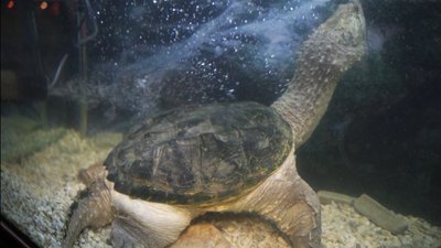 Грифові, зірчасті та вугільні: у Вінницю із Харкова привезли виставку черепах Грифові, зірчасті та вугільні: у Вінницю із Харкова привезли виставку черепах