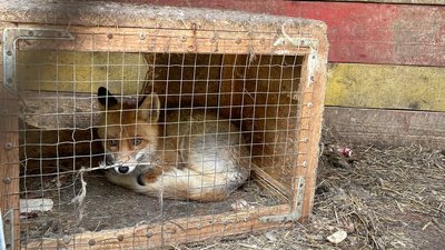 У Карпатському зоопарку на Івано-Франківщині з тваринами жорстоко поводяться — "UAnimals"