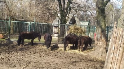 Луцький зоопарк - на карантині