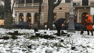 У Львові посадили калину під час акції проти насильства