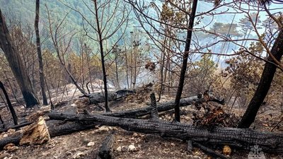 У Ялті вже 13-ту добу гасять лісову пожежу