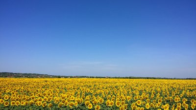 У селі на Вінниччині отруїлися люди. Причину встановлюють