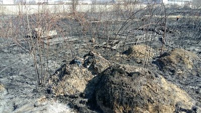 Понад тисячу випадків загоряння сухої трави зафіксували на Закарпатті