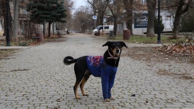 Херсон, вулиця, тварини, собака