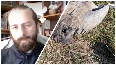 "Це найгірший випадок за будь коли". Інтерв'ю з експертом щодо загибелі птахів на Херсонщинi