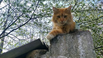 Чорні, білі, сірі, руді, коричневі, плямисті. Переселенка вивезла на Вінниччину 20 котів та 30 собак Чорні, білі, сірі, руді, коричневі, плямисті. Переселенка вивезла на Вінниччину 20 котів та 30 собак