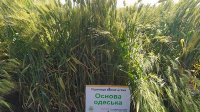 У Созонівці на Кіровоградщині відбувається міжнародна агро-виставка "День поля"