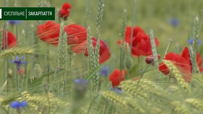 Поле маків цвіте біля Ужгорода на Закарпатті Поле маків цвіте біля Ужгорода на Закарпатті