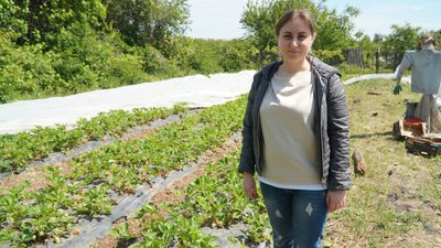 "В таких умовах — це дуже тяжко". Як жителі Нікопольщини вирощують полуницю в умовах повномасштабної війни "В таких умовах — це дуже тяжко". Як жителі Нікопольщини вирощують полуницю в умовах повномасштабної війни
