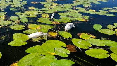 В акваторії річки Південний Буг зафіксовано замор риби