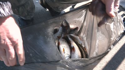 Чим небезпечна риба зі стихійних ринків – пояснення черкаських фахівців