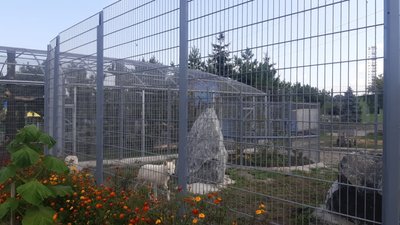 У Подільському зоопарку полярних вовків переселили до нового вольєру