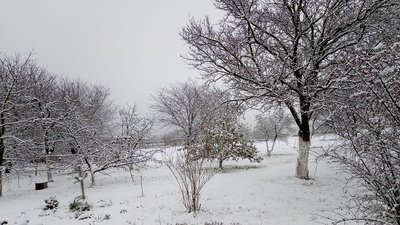 Сумщину засипало снігом. Фото читачів Суспільного Суми