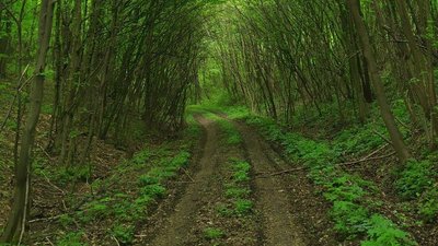 На Прикарпатті четвертий день розшукують грибника, який не повернувся додому з лісу На Прикарпатті четвертий день розшукують грибника, який не повернувся додому з лісу